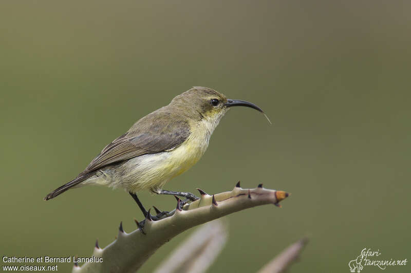 Variable Sunbird female adult, identification