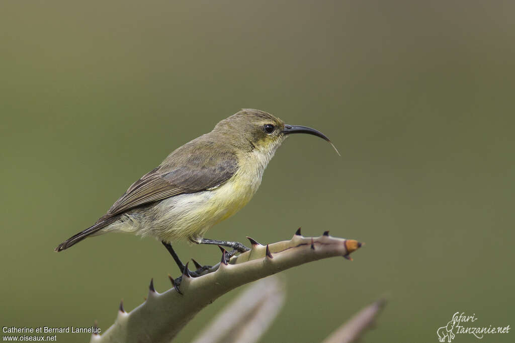 Souimanga à ventre jaune femelle adulte, identification