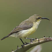 Variable Sunbird