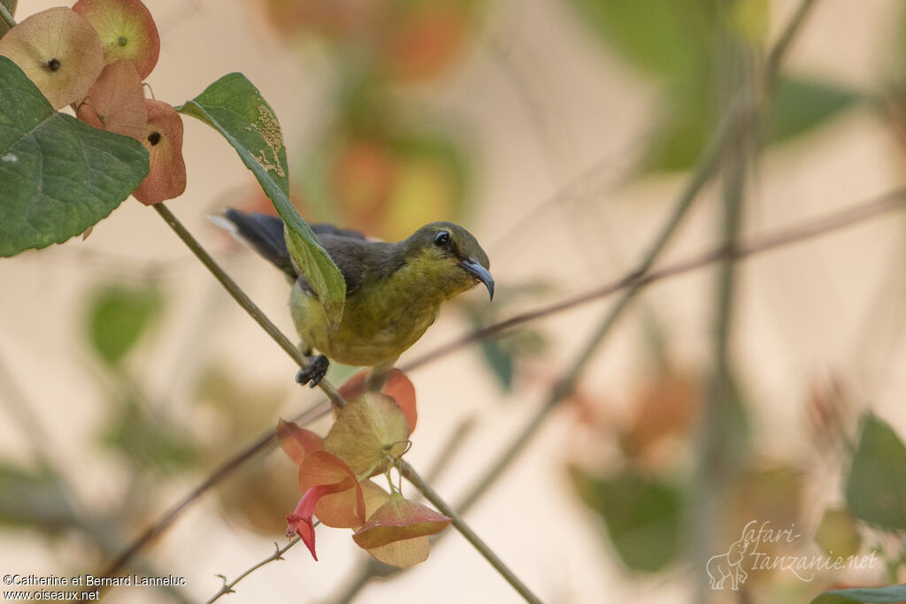 Purple Sunbird female adult