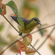 Purple Sunbird