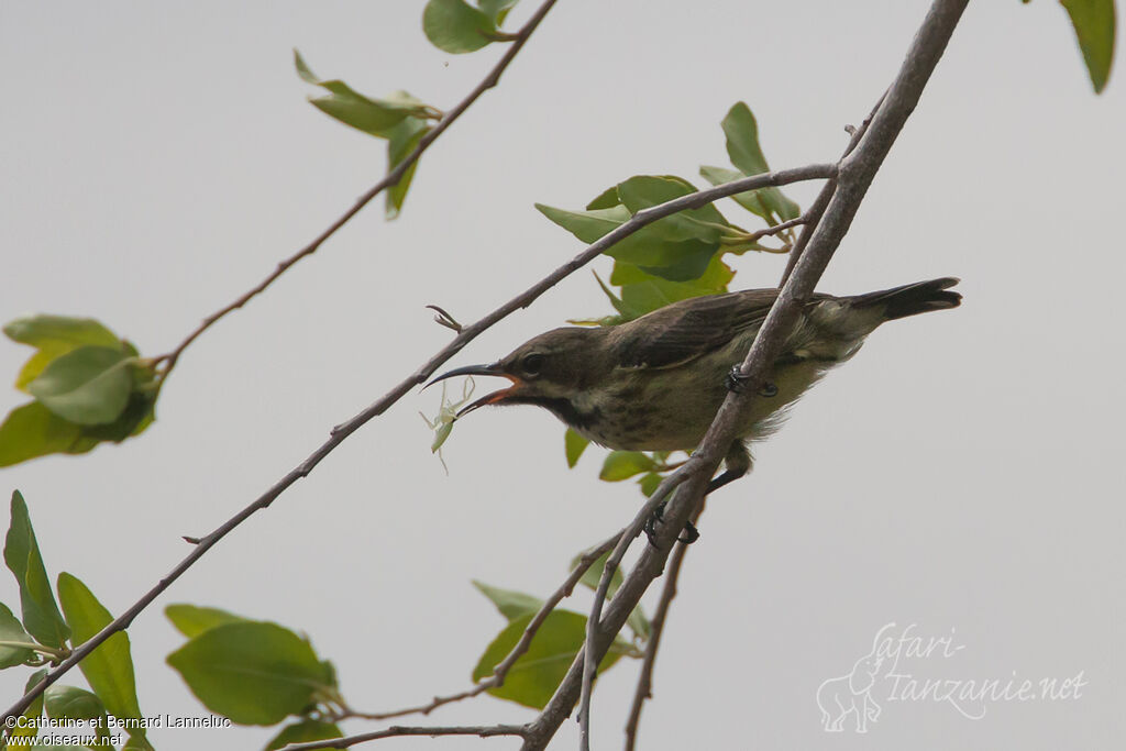 Purple-banded Sunbird female, feeding habits