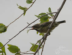 Purple-banded Sunbird