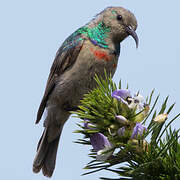 Southern Double-collared Sunbird