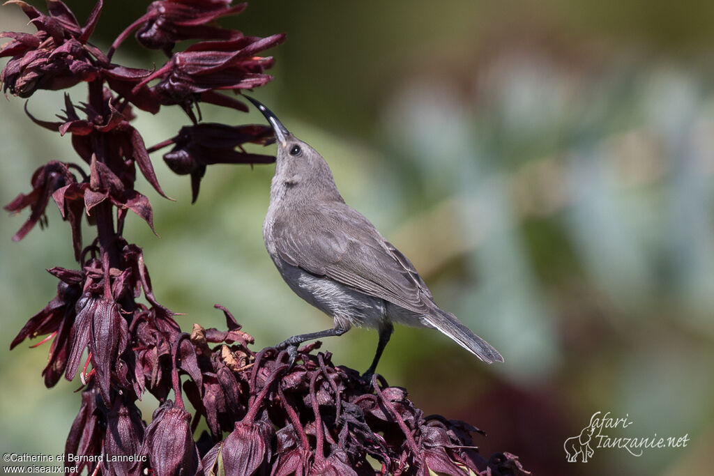 Southern Double-collared Sunbird female adult, identification