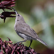 Southern Double-collared Sunbird