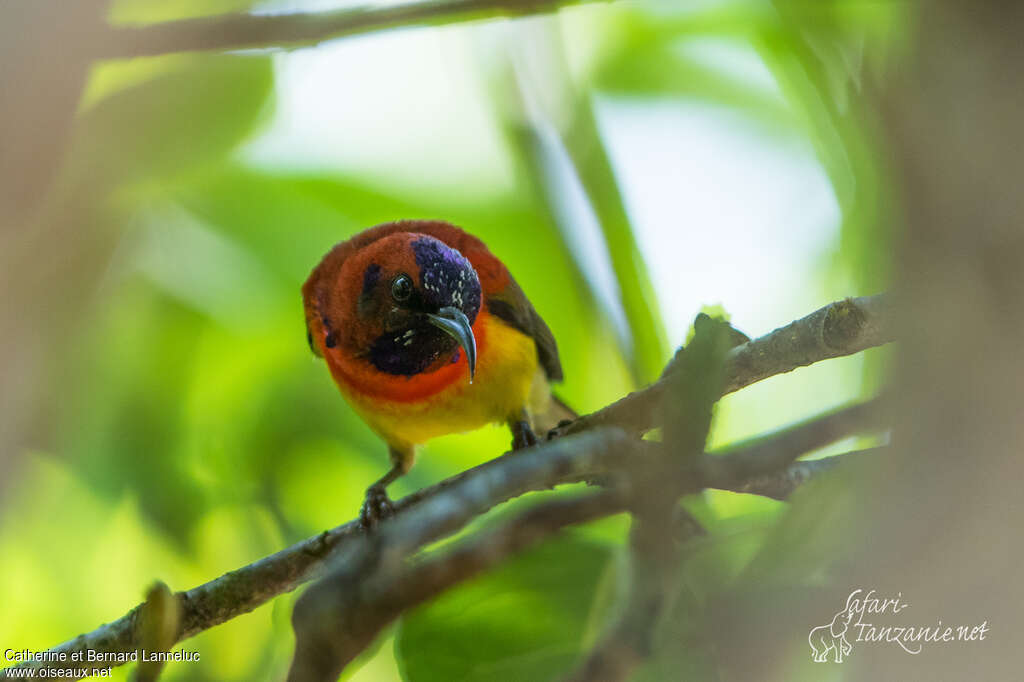 Mrs. Gould's Sunbird male adult breeding, close-up portrait