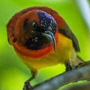 Mrs. Gould's Sunbird