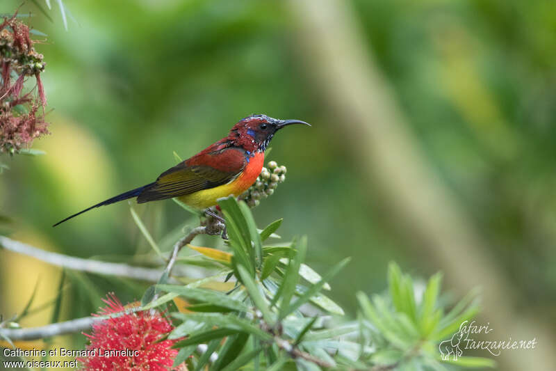Mrs. Gould's Sunbird male adult breeding, moulting, pigmentation