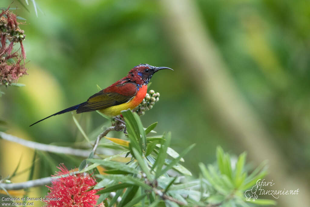 Mrs. Gould's Sunbird male adult breeding, moulting, pigmentation