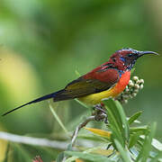 Mrs. Gould's Sunbird