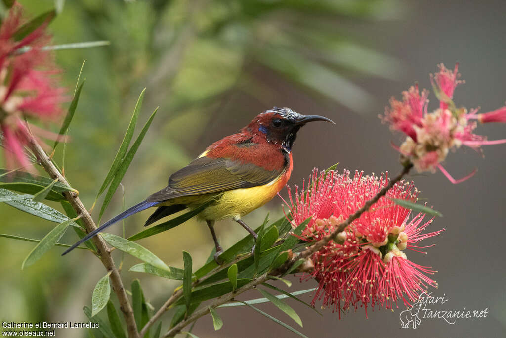 Mrs. Gould's Sunbird male adult breeding, feeding habits