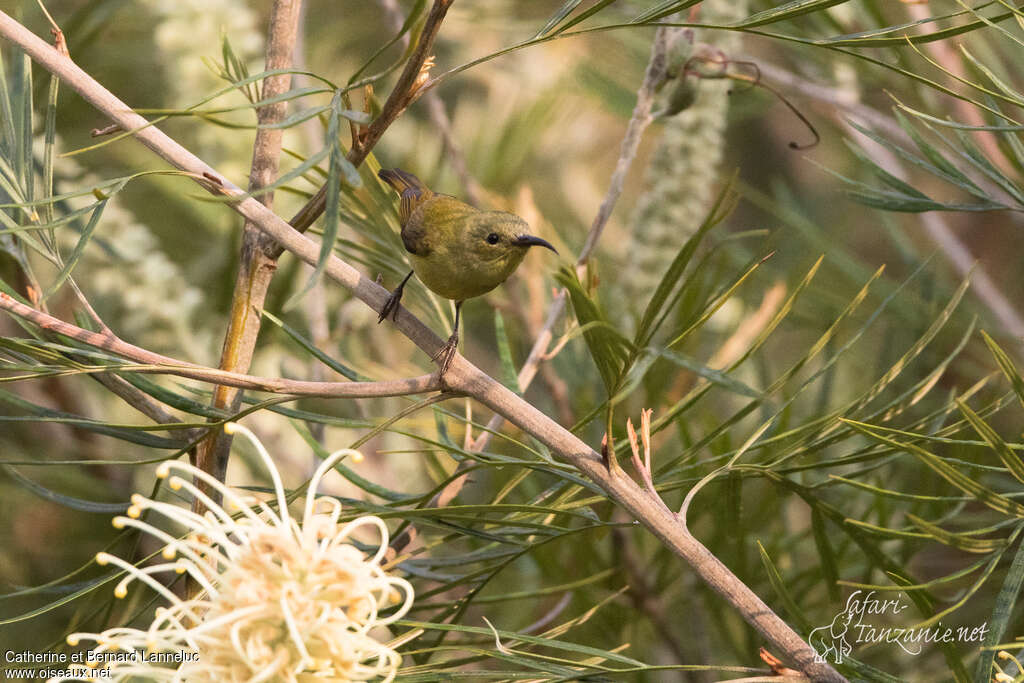 Mrs. Gould's Sunbird female adult, close-up portrait