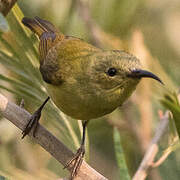 Mrs. Gould's Sunbird