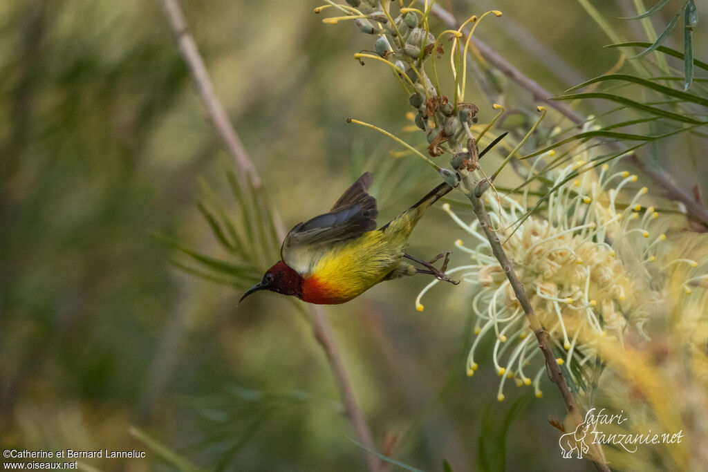 Mrs. Gould's Sunbird male adult breeding, Flight