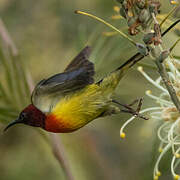 Mrs. Gould's Sunbird