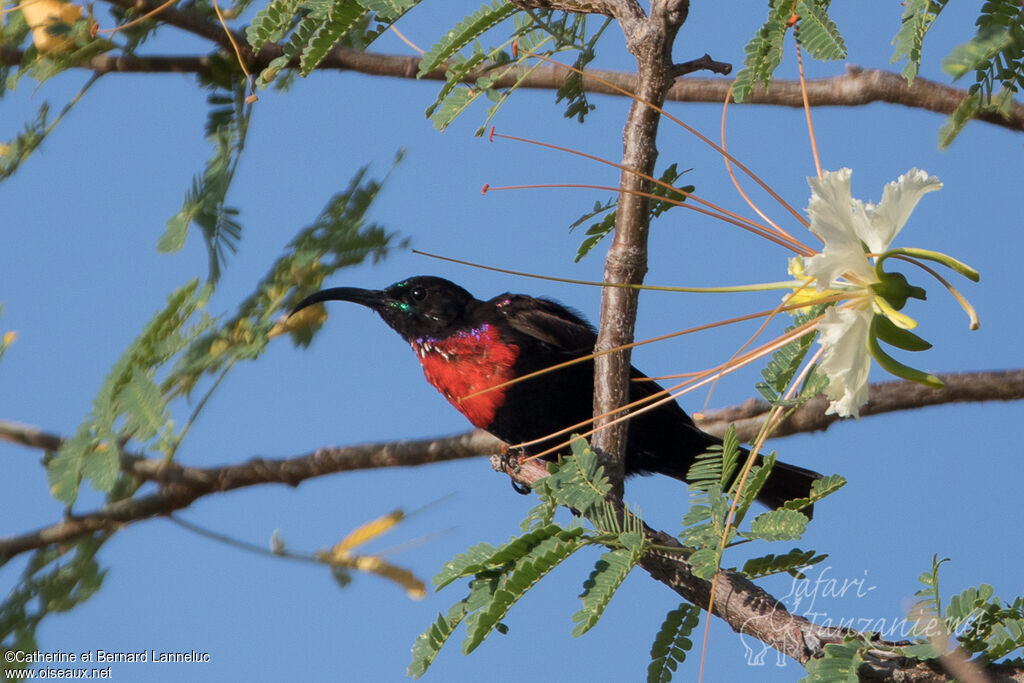 Hunter's Sunbird male adult breeding, identification