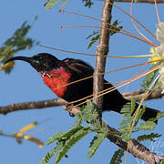 Hunter's Sunbird