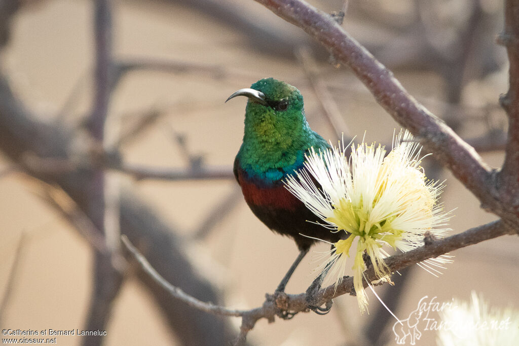 Marico Sunbird male adult