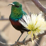 Marico Sunbird