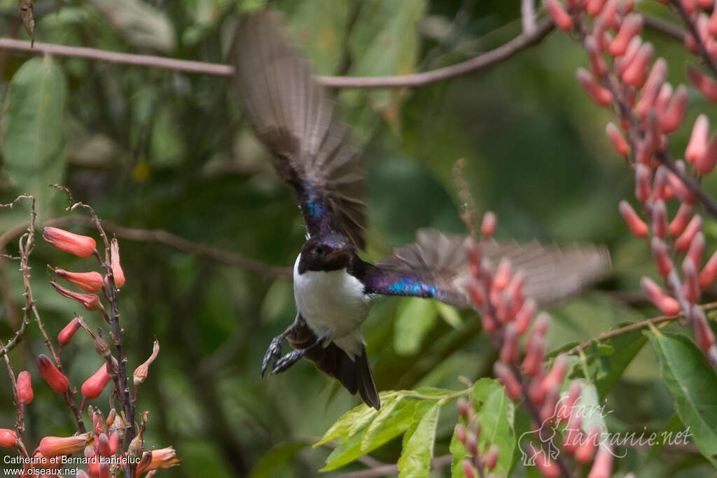 Eastern Violet-backed Sunbird male adult, Flight