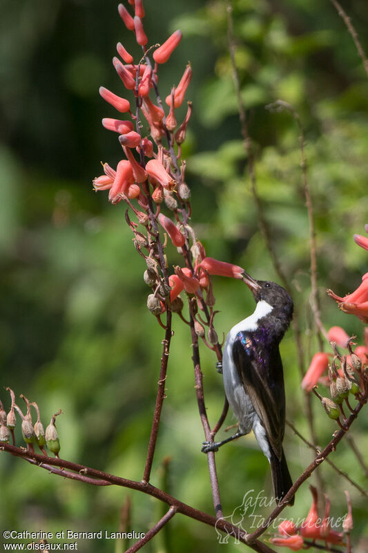 Eastern Violet-backed Sunbird male adult, Behaviour