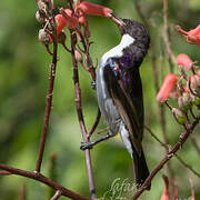 Eastern Violet-backed Sunbird