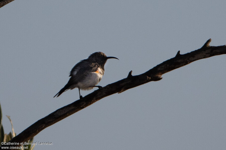 Dusky Sunbird