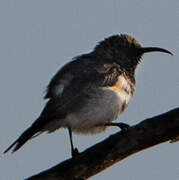 Dusky Sunbird