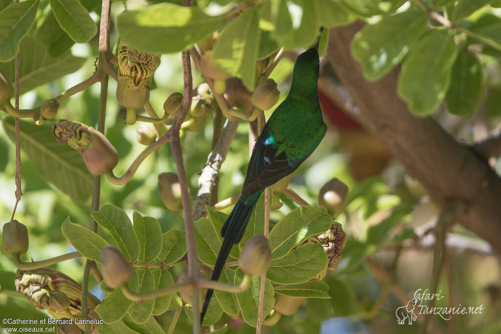 Souimanga malachite mâle adulte