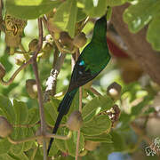 Malachite Sunbird