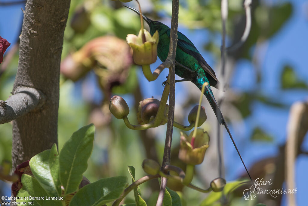 Souimanga malachite mâle adulte