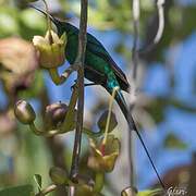 Malachite Sunbird