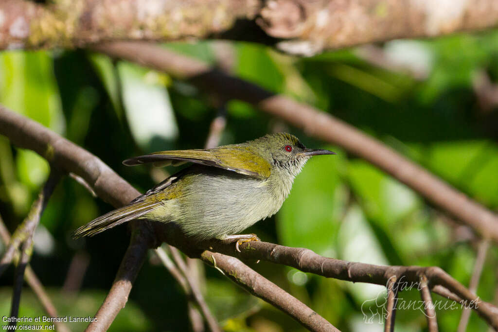 Souimanga modeste mâle adulte, identification