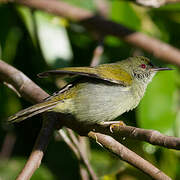 Plain Sunbird