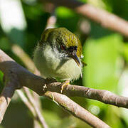 Plain Sunbird