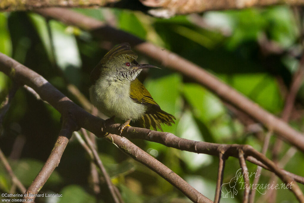 Plain Sunbird male adult