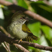 Plain Sunbird