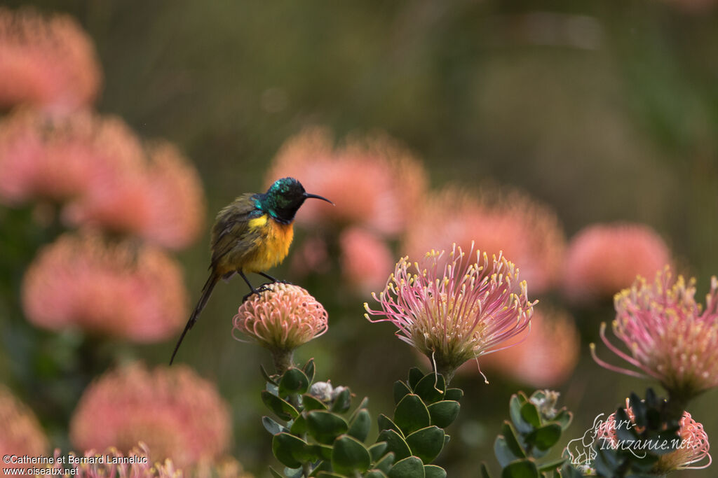 Orange-breasted Sunbird male adult breeding, identification, habitat