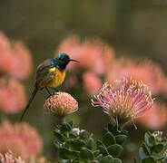 Orange-breasted Sunbird