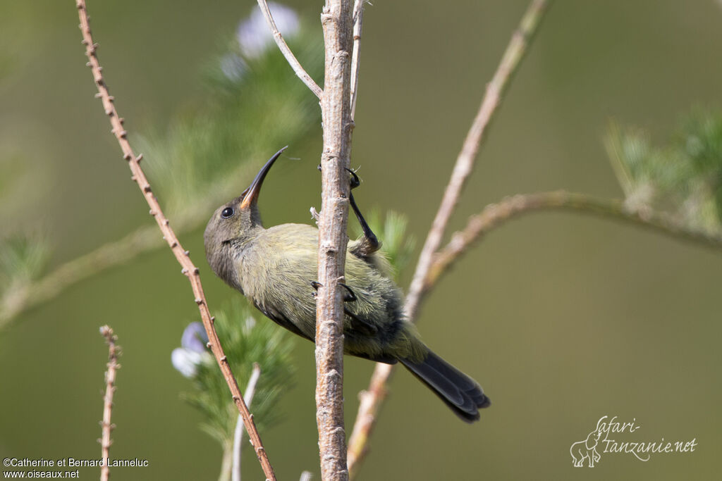 Orange-breasted Sunbird female adult