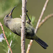 Orange-breasted Sunbird