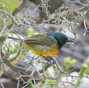 Orange-breasted Sunbird