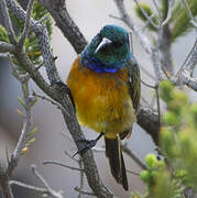 Orange-breasted Sunbird