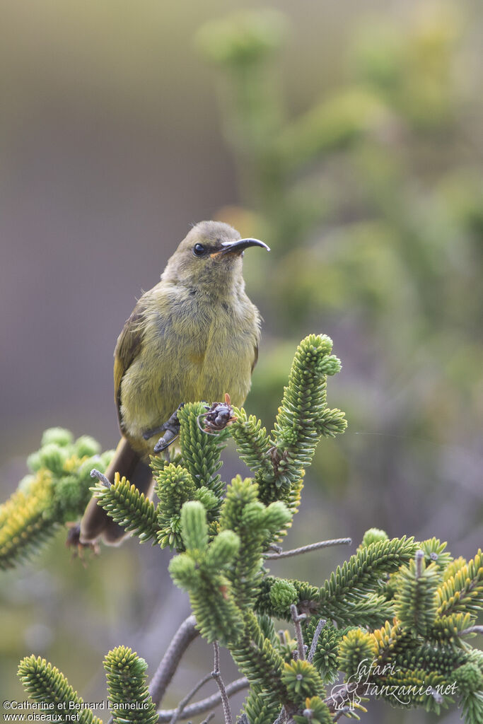 Orange-breasted Sunbird female adult