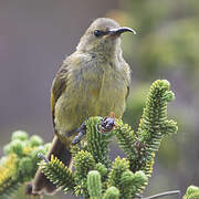 Orange-breasted Sunbird