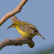 Ornate Sunbird
