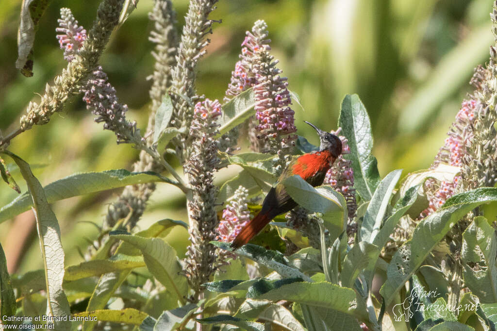 Fire-tailed Sunbird male adult transition, habitat