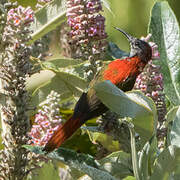 Fire-tailed Sunbird