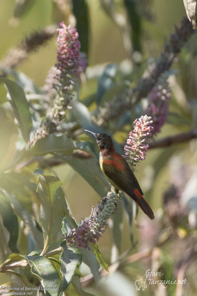 Fire-tailed Sunbird male adult transition, eats